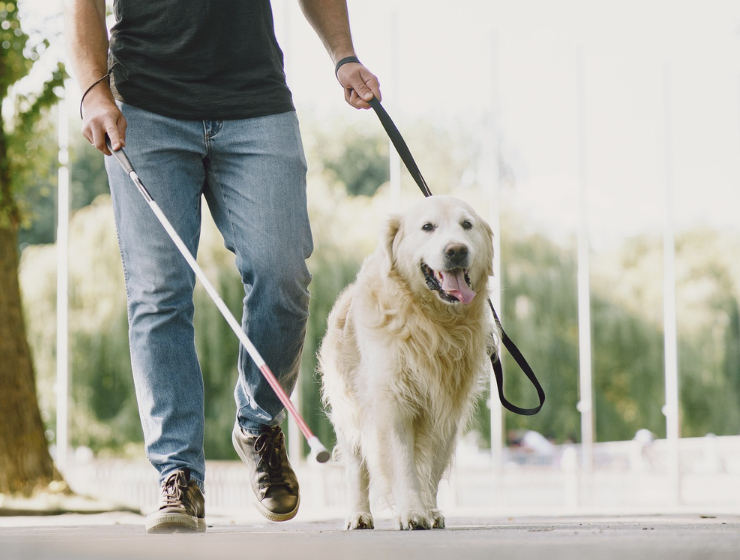 Un chien guide filme le quotidien d’une personne non-voyante